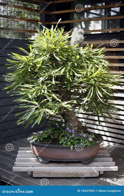 Bonsai Tree Stock Photo Image Of Banksia Nature Tree 16247552