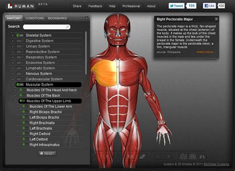Free Interactive 3d Human Anatomy Atlases All Things Gym