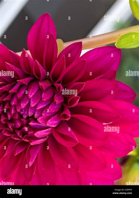 Dahlia Deep Red Flower Hi Res Stock Photography And Images Alamy