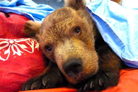 5 Famous Russian Bears Russia Beyond