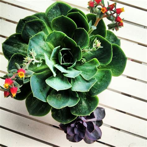 We did not find results for: Echeveria Flowers, succulent