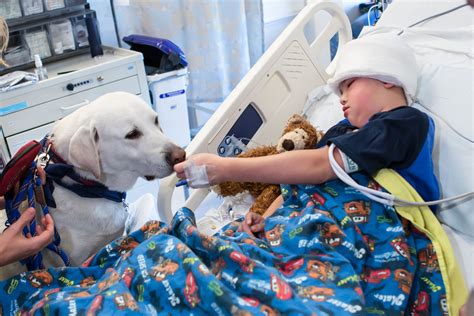 If 1 (not stay) late, i (not get) home late and my family (not be) worried. UCLA's Hospital Therapy Dogs Showcased in New PBS ...
