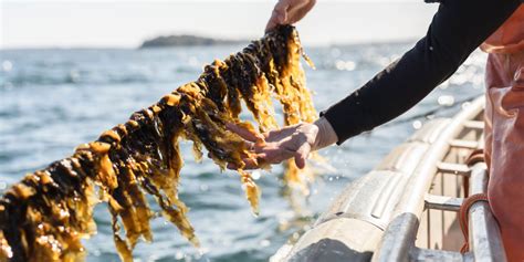 The Origins Of Seaweed And The Case For Sustainability