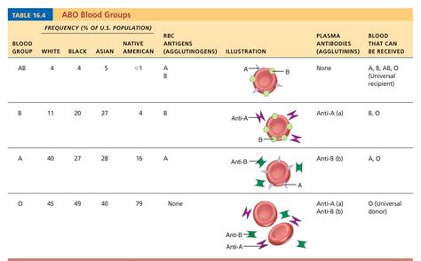 Aandpii Eportfolio Objective 21 Abo Blood Types And Their