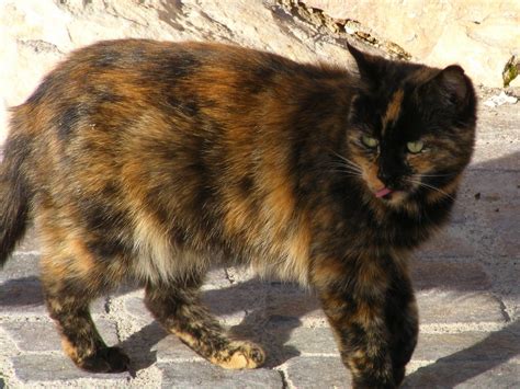 Oleg Avtomeenkov Chronicle Of The Day Maltese Cats Take Naive