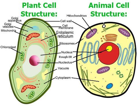 Where are ribosomes located inside a cell? Animal Cell Model Diagram Project Parts Structure Labeled ...