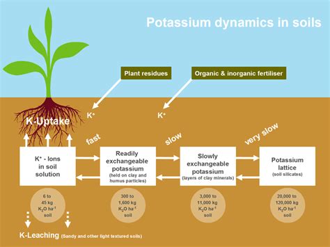 Ions And Their Importance For Soil And Plants Sc Garden Guru