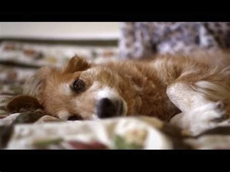 Signs your dog has cancer. Woman's Elderly Dog Detects Breast Cancer Before Mammogram ...