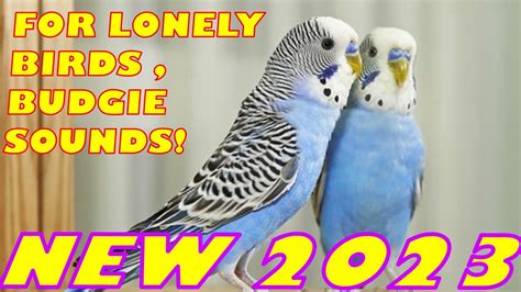 Male And Female Budgerigar Sounds For Lonely Birds Parakeet Sounds Youtube