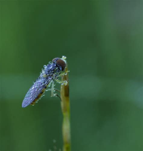 A Dew Covered Bug Smithsonian Photo Contest Smithsonian Magazine