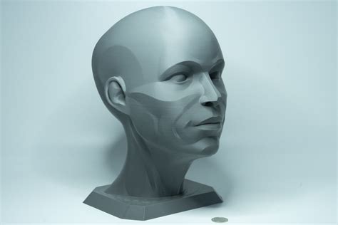 Planar Head Model Artist Anatomy Sculpture Statue Human Male Female
