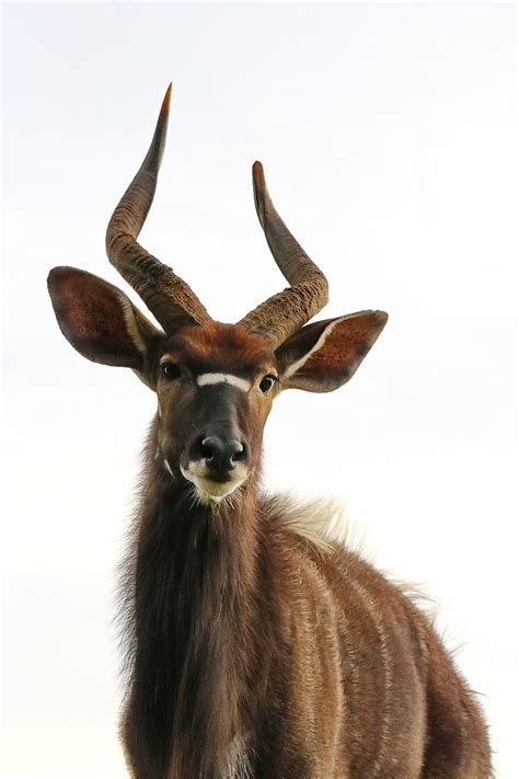 Hd Wallpaper Nyala Males Antelope Africa Portrait Animal Portrait
