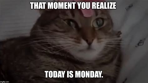 Image Tagged In Mememonday Morning Memefunny Catgrumpy Cat Imgflip