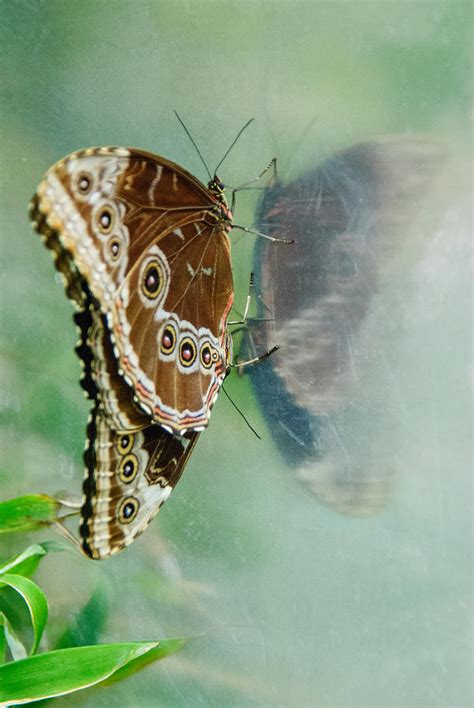 Butterfly Reflection Photograph By Tam Ryan Fine Art America