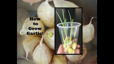 How To Grow Garlic Youtube