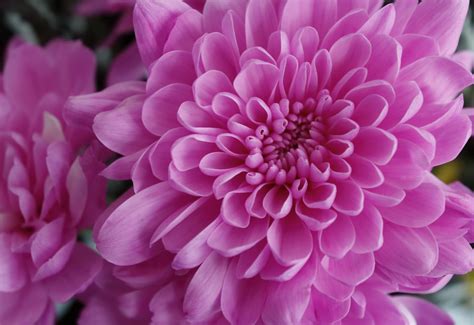 Pink Chrysanthemum Flower By Loreta Tavoraite On Youpic