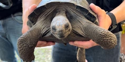 Galapagos Tortoises Stolen From Alligator Farm Found 1 Dead In Freezer