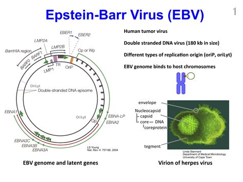 Пцр крови на вэб в киеве. Basic knowledge of Epstein-Barr virus (EBV) - Yoshiyama Lab