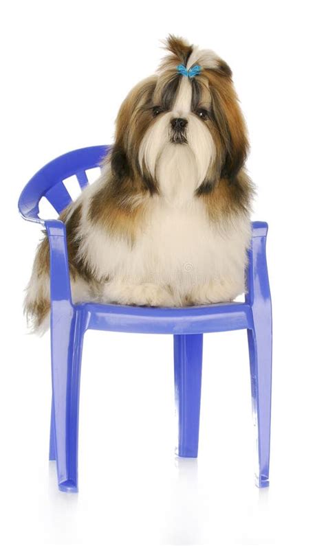 Cute Puppy Sitting On Chair Stock Photo Image Of Isolated Canine