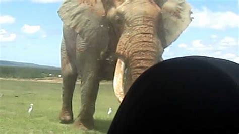 Biggest Elephant In The World Images Peepsburghcom