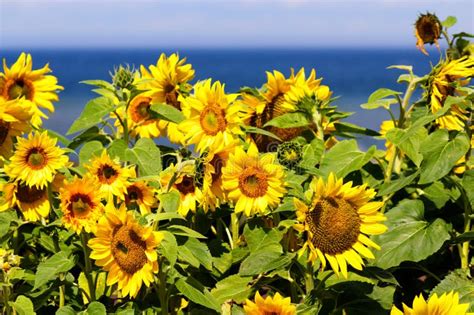 479 Ocean Sunflowers Stock Photos Free And Royalty Free Stock Photos