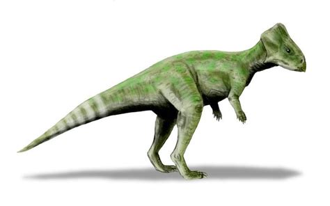 Graciliceratops Mongoliensis 蒙古雅角龍 Prehistoric Animals Paleo Art