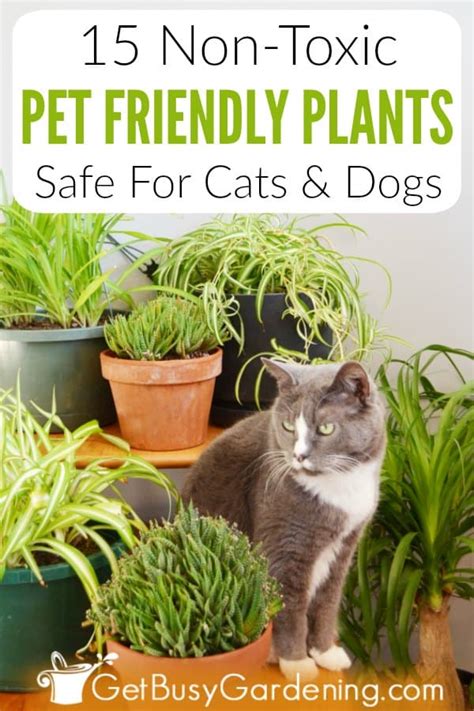 15 Pet Friendly Indoor Houseplants Safe For Cats And Dogs