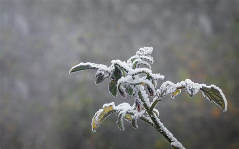 Protecting Plants During Frost Advisories Alabama Cooperative