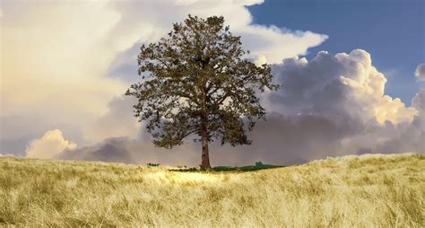 No People Single Tree Photograph Rural Wheat Panoramic Land
