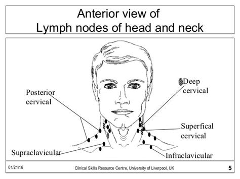 Cervical Lymph Node Examination