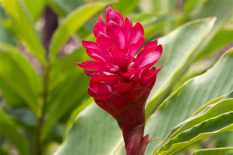 How To Grow And Care For Flowering Ginger