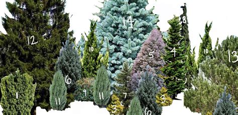 How To Design Your Own Evergreen Privacy Screen Evergreen Trees