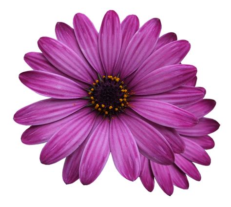 Purple flower png flower botanical vintage illustration, remix from the model book of calligraphy joris hoefnagel and georg…. ดอกไม้ Marigolds ดอกไม้สีม่วง - ภาพฟรีบน Pixabay