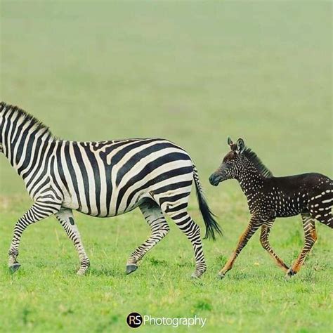 Xpose Trophy Hunting On Twitter A Unique Spotted Zebra Foal Was First