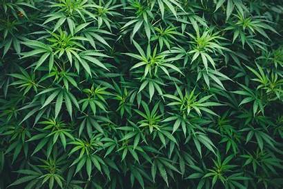 Marijuana Weed Cannabis Texture Hemp Plants Hintergrund