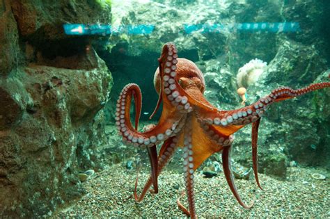 Shedd Giant Pacific Octopus In 2020 Giant Pacific Octopus Critter