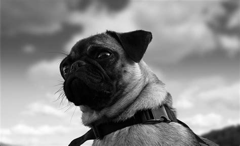 Crazy Pictures Cute Pug Dog Pictures