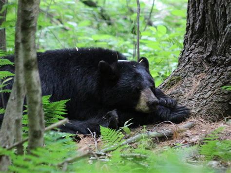 Mink The Nh Bear Whose Perseverance Drew National Attention Is