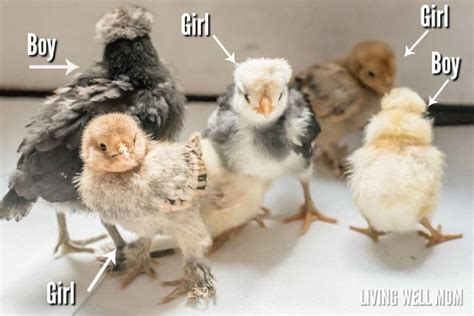 How To Tell Hens And Roosters Apart Rooster Vs Hen Differences