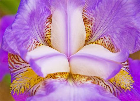 Purple Iris 1 Hdr Anna Calvert Flickr