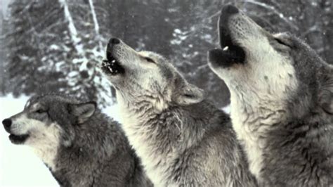 Wolf Pack Howling Sound Only Youtube