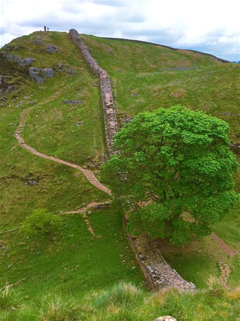 Looking Down On A Sycamore Tree And A Hilly Part Of The Wall Hadrians