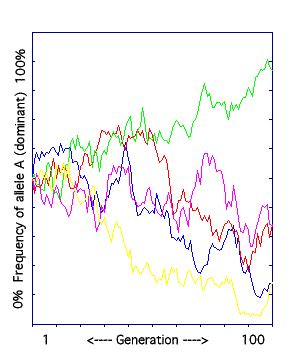 Genetic drift describes the random changes in the gene pool of a species over time. Population Genetics Review