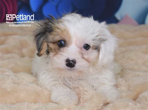 Yorkie health issues and life span. Yorkie Poo-DOG-Female-Blue Merle Parti-2700649-Petland ...