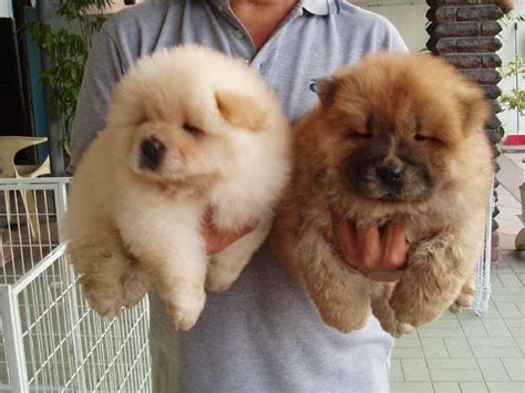 Chow was created to provide frictionless passive income to the holders. Chow Chow dog price range. How much does a Chow Chow cost ...