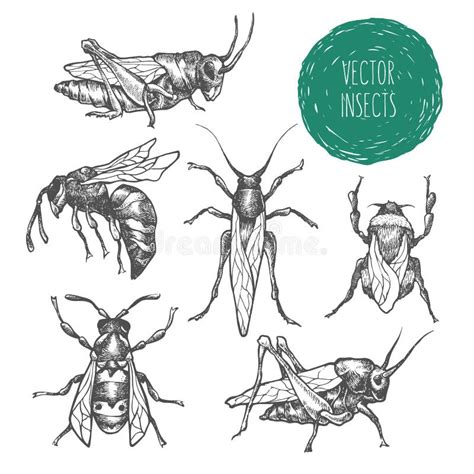 Set Of Hand Drawn Vector Insects Stock Vector Illustration Of