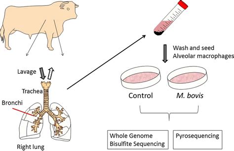 Mycobacterium Bovis In Humans Infection Transmission Symptoms