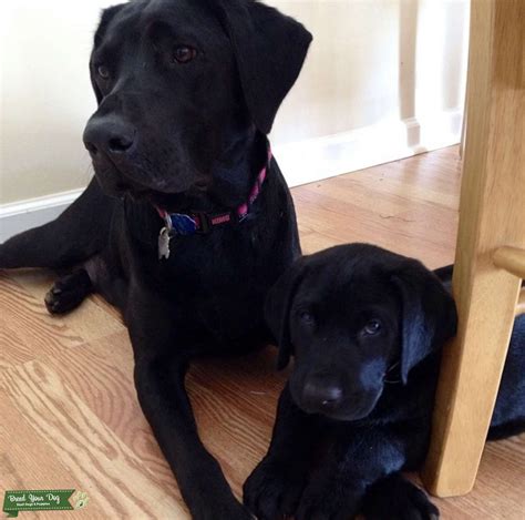 Nigel/flickr/cc by 2.0 advanced birders often want to go beyond simply identifying each bird species they observe. Stud Dog - Female Black Labrador - Breed Your Dog