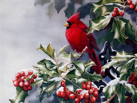 72 Red Bird Wallpaper