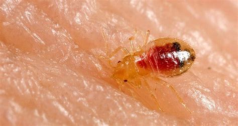 Bed Bug Control Dade Pest Solutions